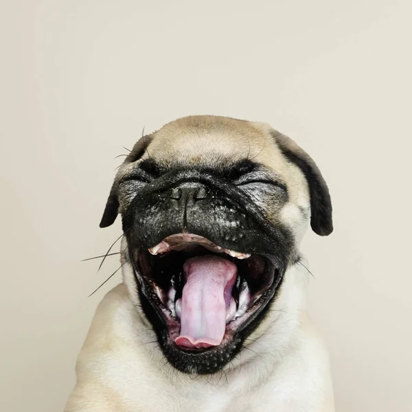 Adorable Retrato Solo Cachorro Pug — Foto de Stock