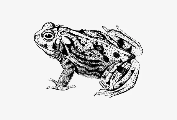 Büyük Ovalar Kurbağa Çizimi — Stok fotoğraf