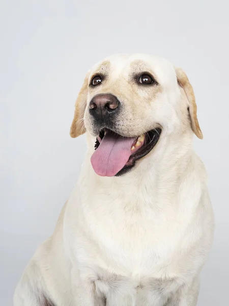 Retrato Cão Labrador Retriever — Fotografia de Stock