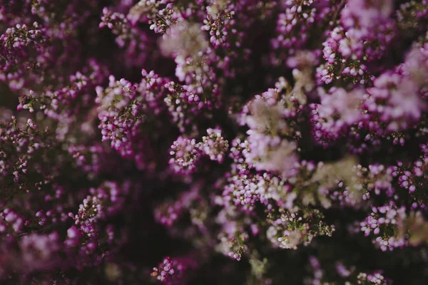 Ροζ Λουλούδι Heather Μπους Φόντο — Φωτογραφία Αρχείου