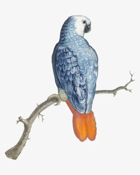 Vintage Cinza Vermelho Cauda Papagaio Pássaro Ilustração — Fotografia de Stock