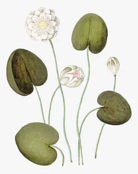 Jahrgang Seerose Blume Illustration — Stockfoto