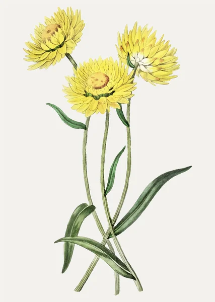 Vintage Tweekleurige Helichrysum Bloem Tak Voor Decoratie — Stockfoto