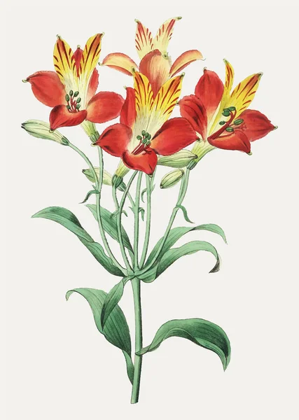 Vintage Rosso Maculato Fiorito Ramo Alstromeria Decorazione — Foto Stock