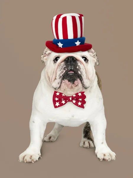 Lindo Blanco Inglés Bulldog Cachorro Tío Sam Sombrero Pajarita — Foto de Stock