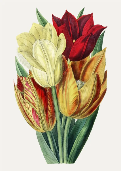 Vintage Rough Stemmed Tulip Branch Decoration — Stock Photo, Image