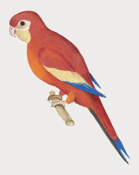 Vintage Red Papagei Illustration — Stockfoto