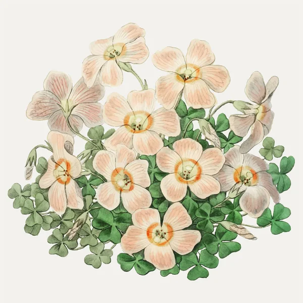 Branche Fleurs Oxalis Piotta Vintage Pour Décoration — Photo