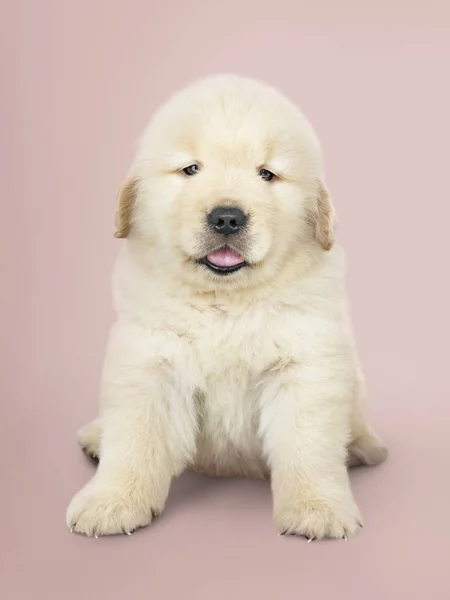 Portret Van Een Schattig Golden Retriever Pup — Stockfoto