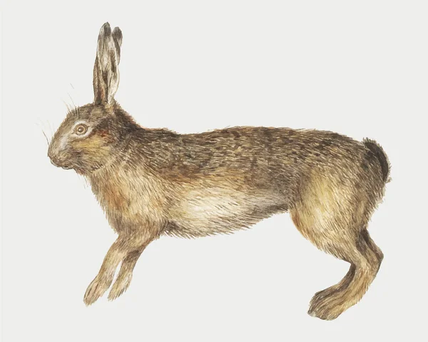 Vintage Hare Illustration Koncept — Stockfoto