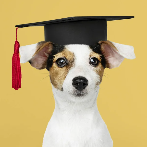 Mignon Jack Russell Terrier Dans Une Casquette Graduation — Photo