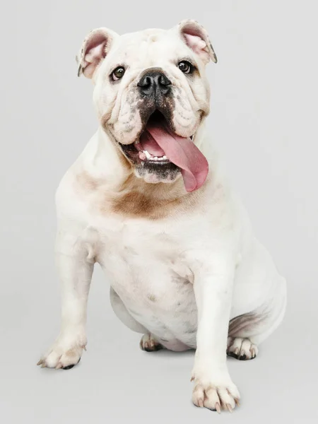 Adorable Retrato Cachorro Bulldog Blanco —  Fotos de Stock