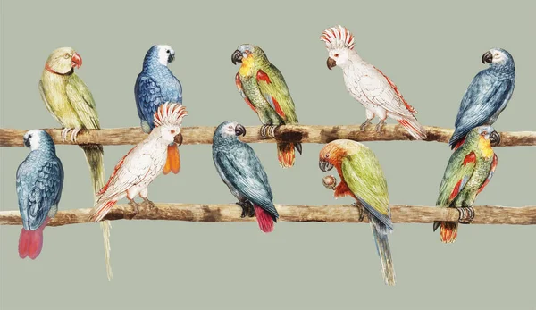 Alte Papageiensorte Thront Auf Dem Ast Illustration — Stockfoto