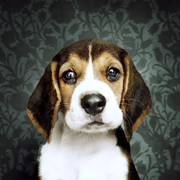 Adorable Beagle Puppy Solo Portrait — Stock Photo, Image