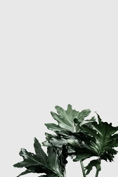 Philodendron Xanadu Leaf Gray Background — Stock Photo, Image