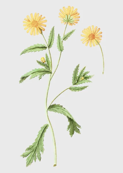 Vintage Chrysanths Bloem Illustratie — Stockfoto