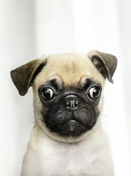 Adorable Pug Puppy Solo Portrait — Stock Photo, Image