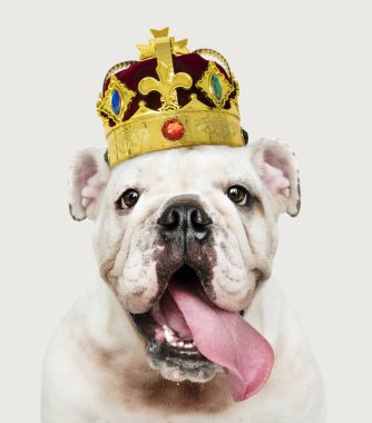 Sevimli beyaz İngilizce Bulldog köpek bir klasik kırmızı kadife ve altın kaplama