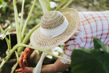 Bahçesini kazan bir kadın