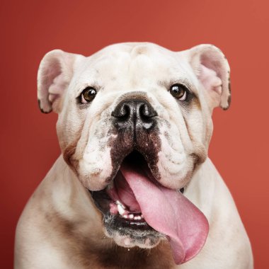 Çok güzel beyaz Bulldog köpek yavrusu portre