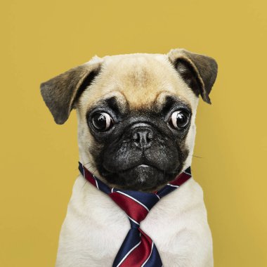 Kırmızı mavi ve beyaz çizgili kravat sevimli Pug köpek