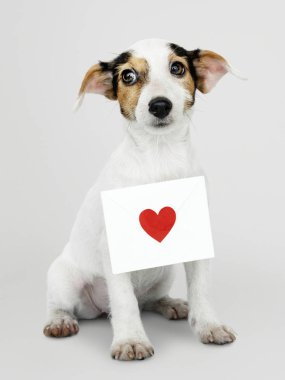 Bir aşk mektubu mockup ile çok güzel Jack Russell Retriever köpek yavrusu