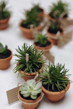 Closeup succulents tencere