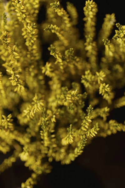 Makroaufnahme Eines Straußes Gelber Blumen — Stockfoto