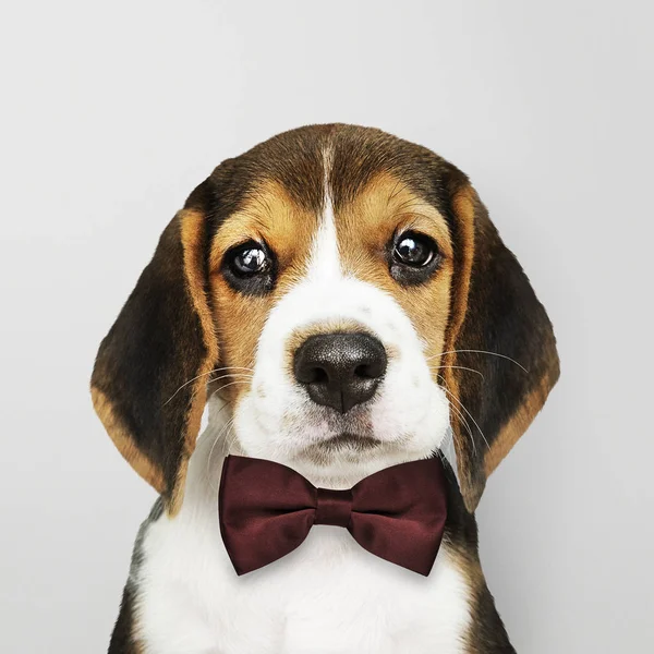 Lindo Beagle Una Pajarita Marrón Oscuro — Foto de Stock