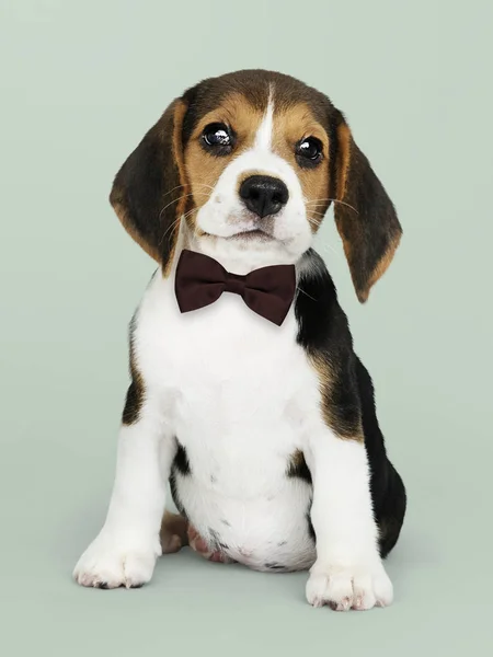Lindo Beagle Una Pajarita Marrón Oscuro — Foto de Stock