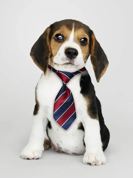Cute Beagle Puppy Red Blue White Striped Necktie — Stock Photo, Image