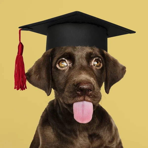 Cute Chocolate Labrador Retriever Graduation Cap — Stock Photo, Image
