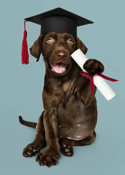 Cute Chocolate Labrador Retriever Graduation Cap Holding Certificate Roll — Stock Photo, Image