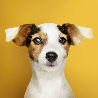 Çok güzel Jack Russell Retriever köpek yavrusu portre