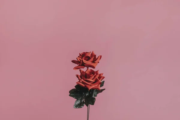 Rosa Vermelha Bonita Para Dia Dos Namorados — Fotografia de Stock