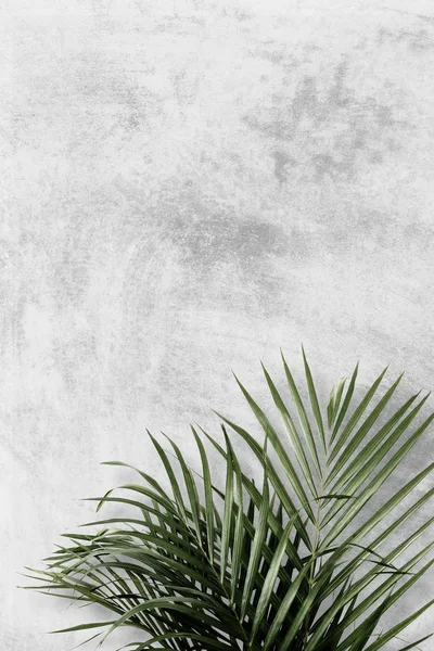 Areca Palm Gray Background — Stock Photo, Image