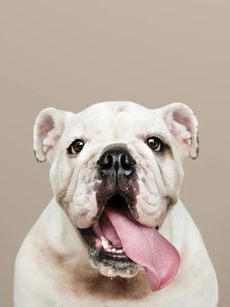 Adorable White Bulldog Puppy Portrait — Stock Photo, Image