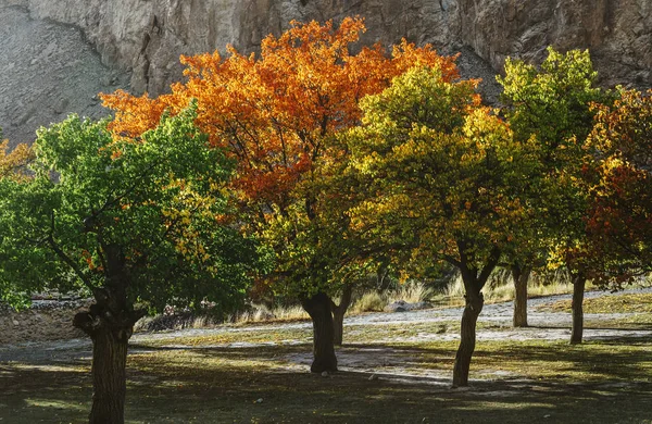 Árvores Coloridas Durante Outono Paquistão — Fotografia de Stock