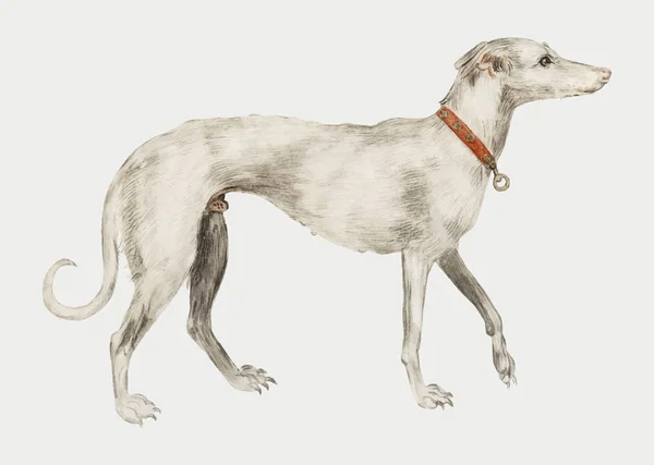 Vintage Greyhound Ilustrace Koncept — Stockový vektor