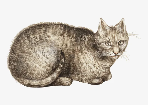 ビンテージの国内猫の図 — ストックベクタ