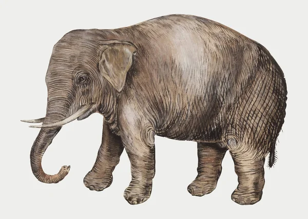 Vintage Elefante Asiatico Illustrazione — Vettoriale Stock