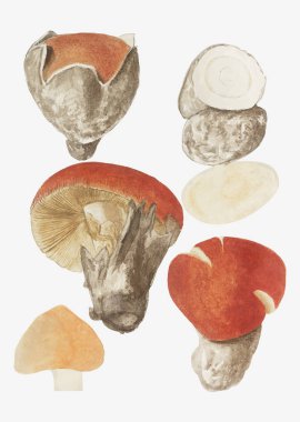 Vintage sinek agaric mantar illüstrasyon 