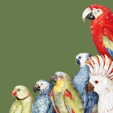 Vintage papağan çeşitli kenarlık çerçevesi 