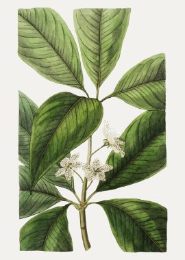 Vintage tatlı kokulu çiçek dekorasyon için