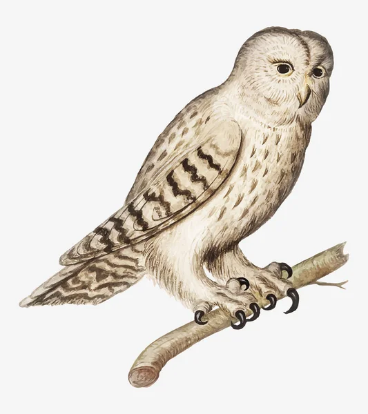 Vintage Tawny Owl Illustration — Stock Vector