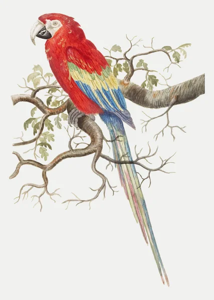 复古朱红色金刚鹦鹉鸟例证 — 图库矢量图片