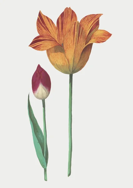 Vintage Tulip Bloem Illustratie — Stockvector