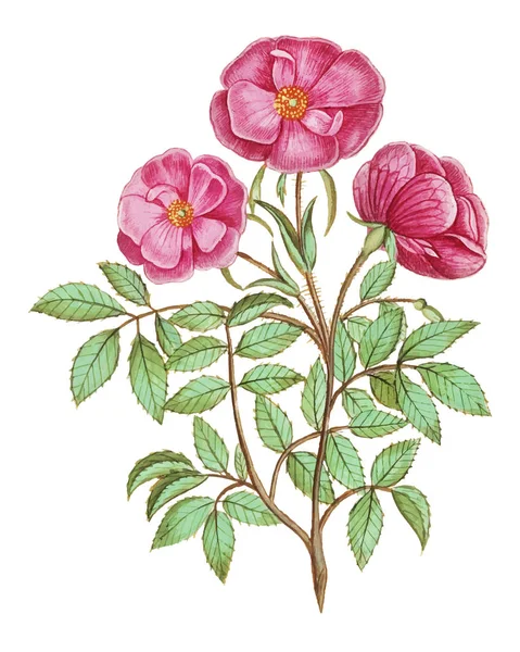 Vintage Wild Rose Bloem Illustratie Vector — Stockvector