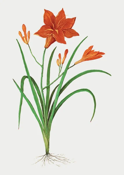 Урожай Гвоздики Квітка Ілюстрація Векторі — стоковий вектор