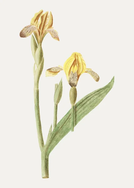 Урожай Жовтий Райдужна Квітка Ілюстрація — стоковий вектор